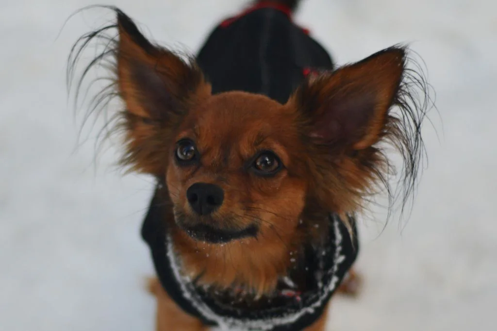 Ulyx, Russkiy Toy fauve charbonné de noir, portrait dans la neige