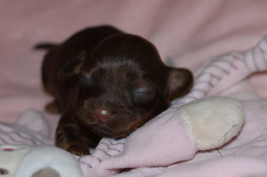 Chiot Russkiy Toy fauve doré assis sous le saule de l’élevage