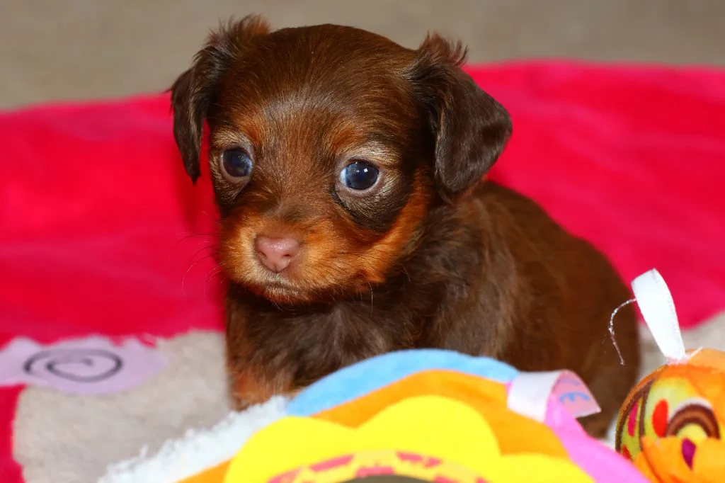 Vignette, chiot russkiy toy LOF fauve charbonné de marron sur tapis d'éveil.