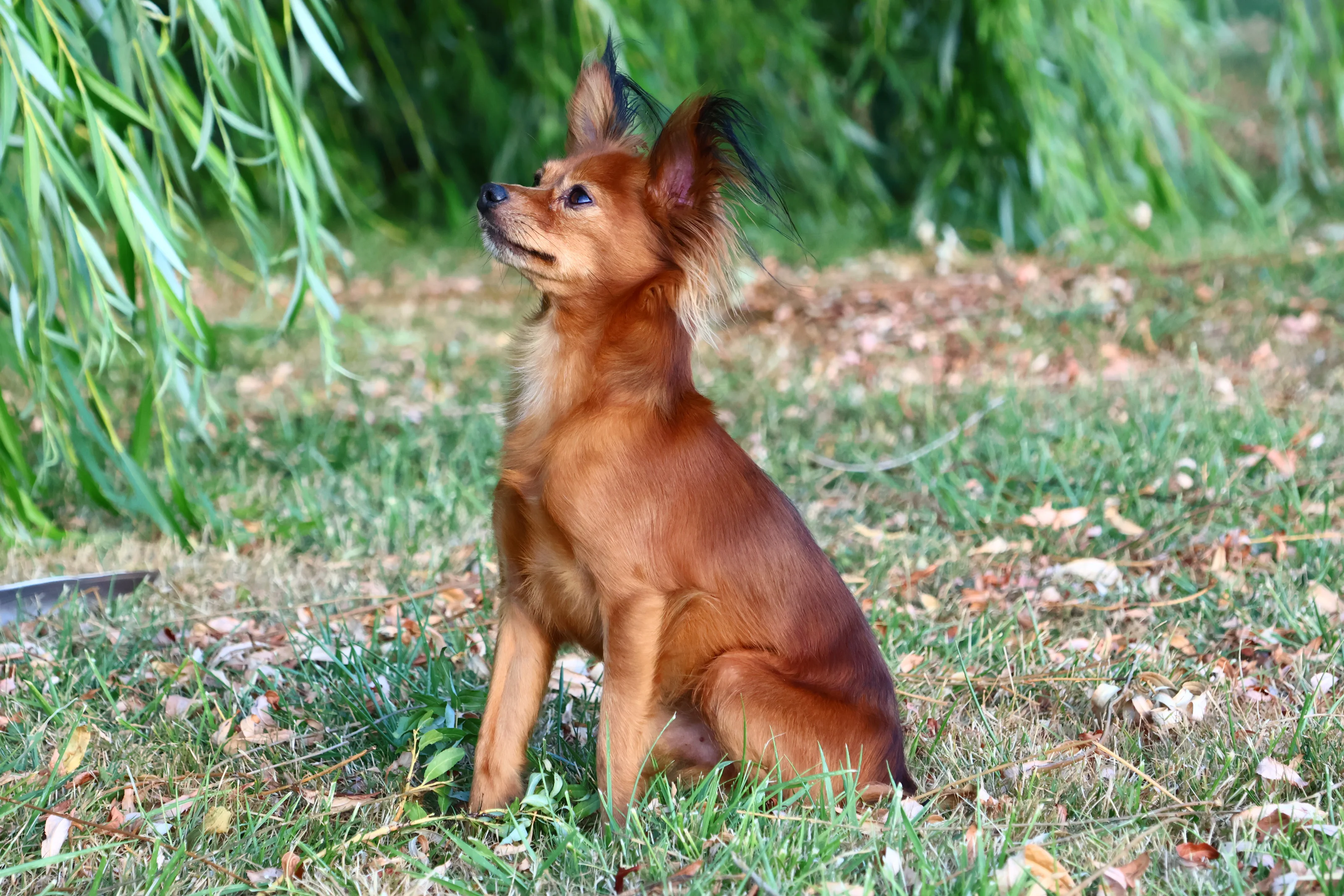 Thylou, photo 5
