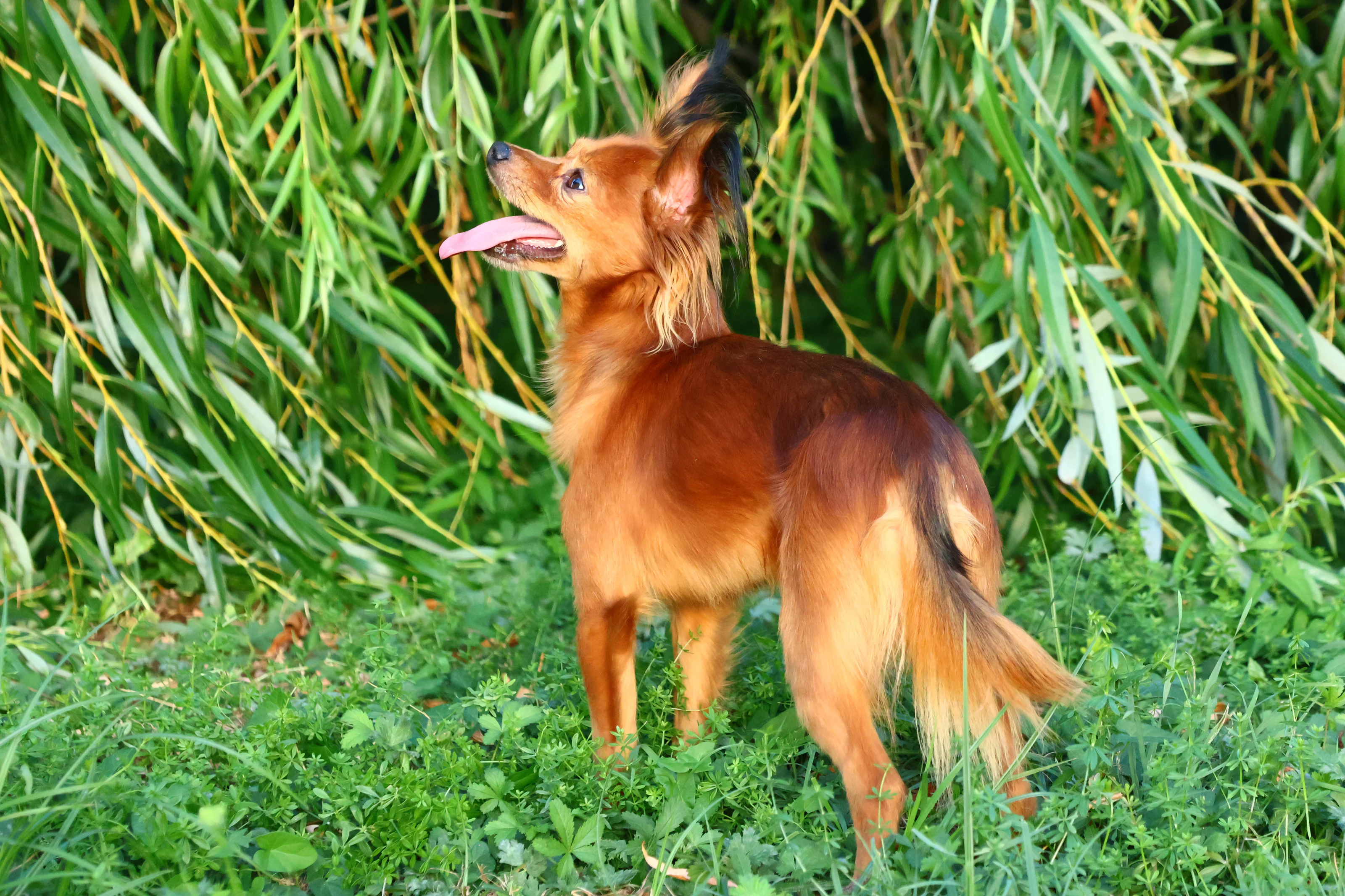 Thylou, photo 10