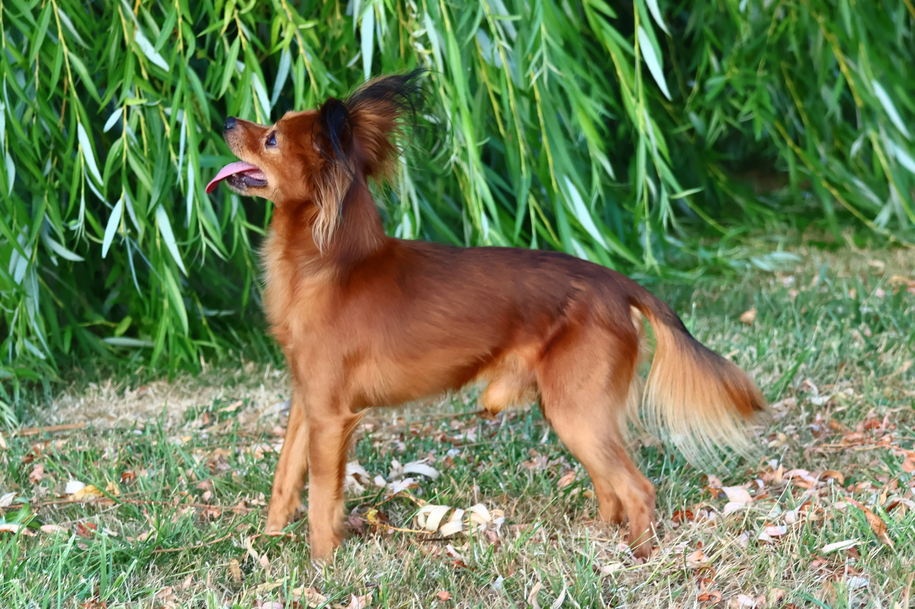 Thylou, photo 6