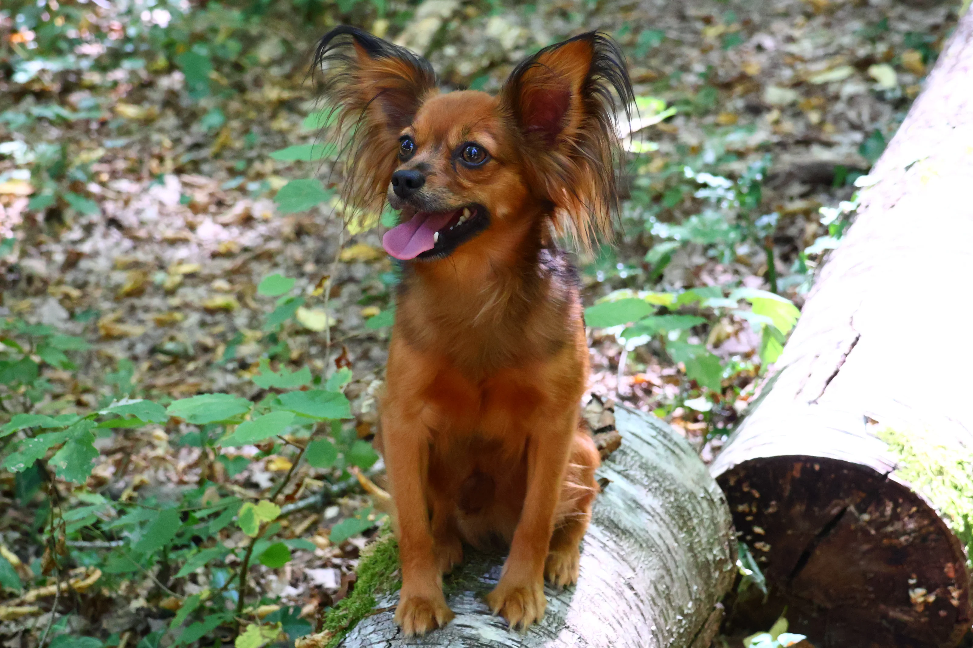 Ulyx De la Nouknoukerie, Russkiy Toy (Petit chien russe) dans la foret