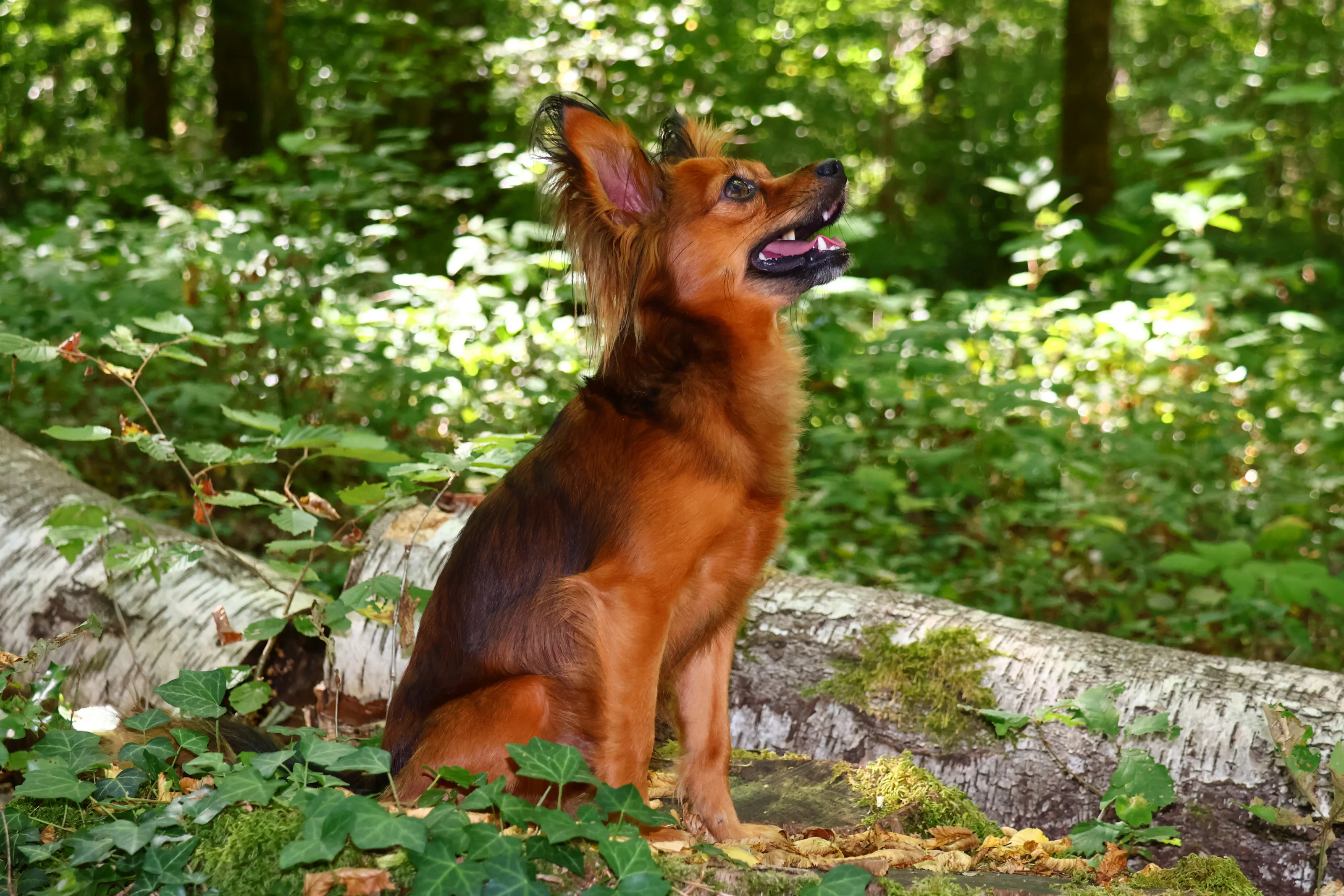 Ulyx De la Nouknoukerie, Russkiy Toy (Petit chien russe) dans la foret