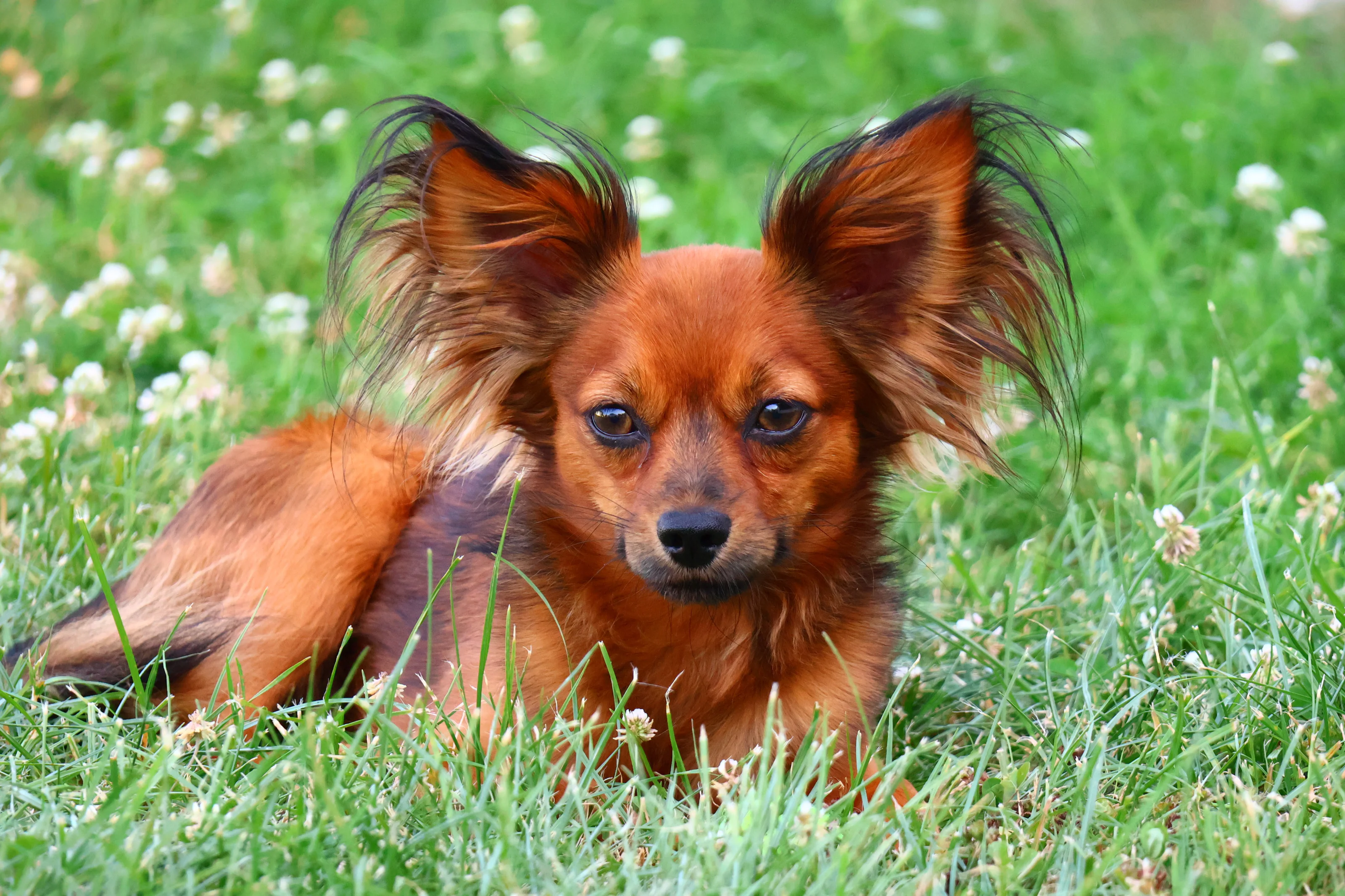 Ulyx De la Nouknoukerie, Russkiy Toy (Petit chien russe) dans l'herbe