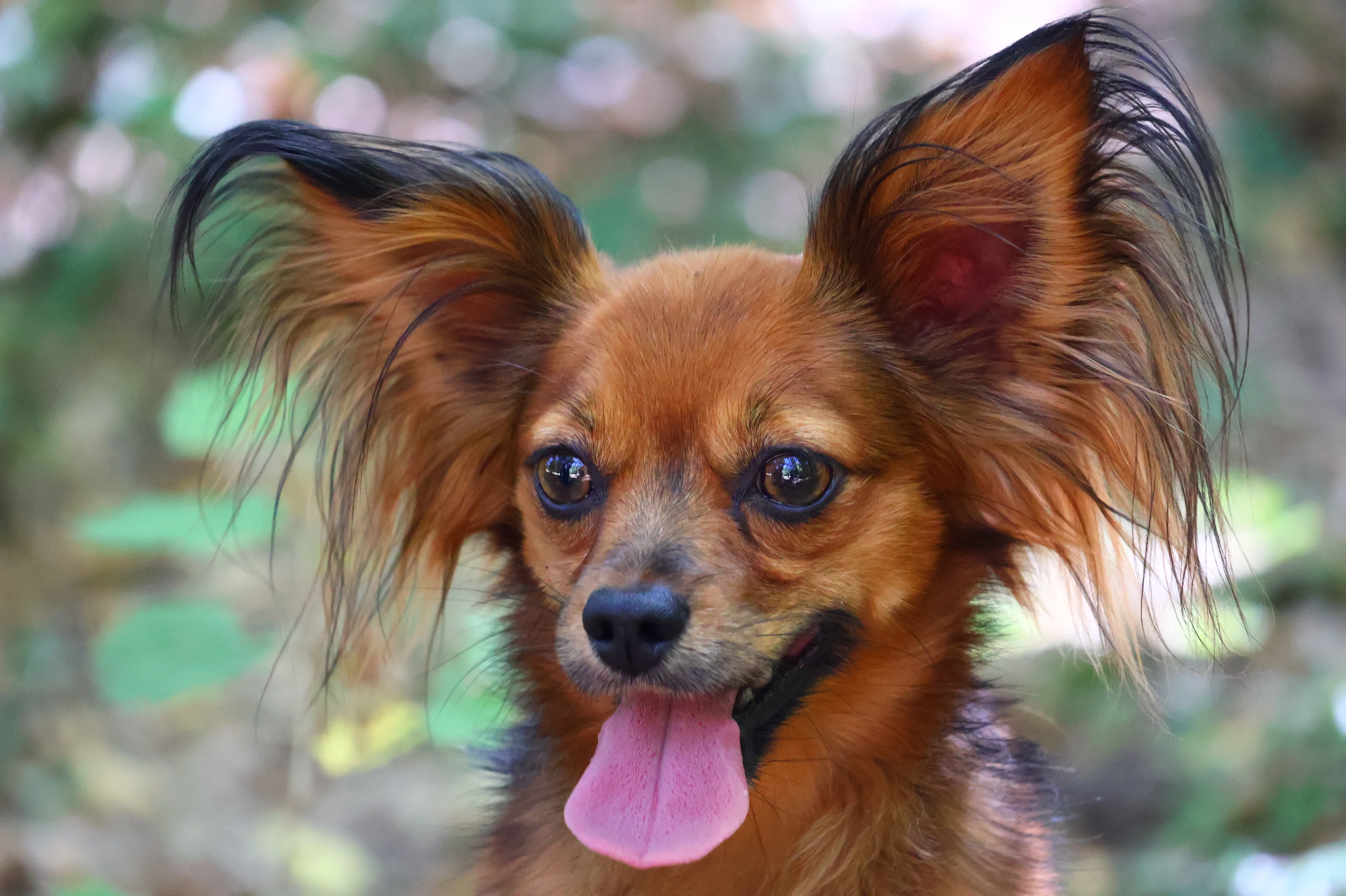 Ulyx De la Nouknoukerie, Russkiy Toy (Petit chien russe) dans la foret