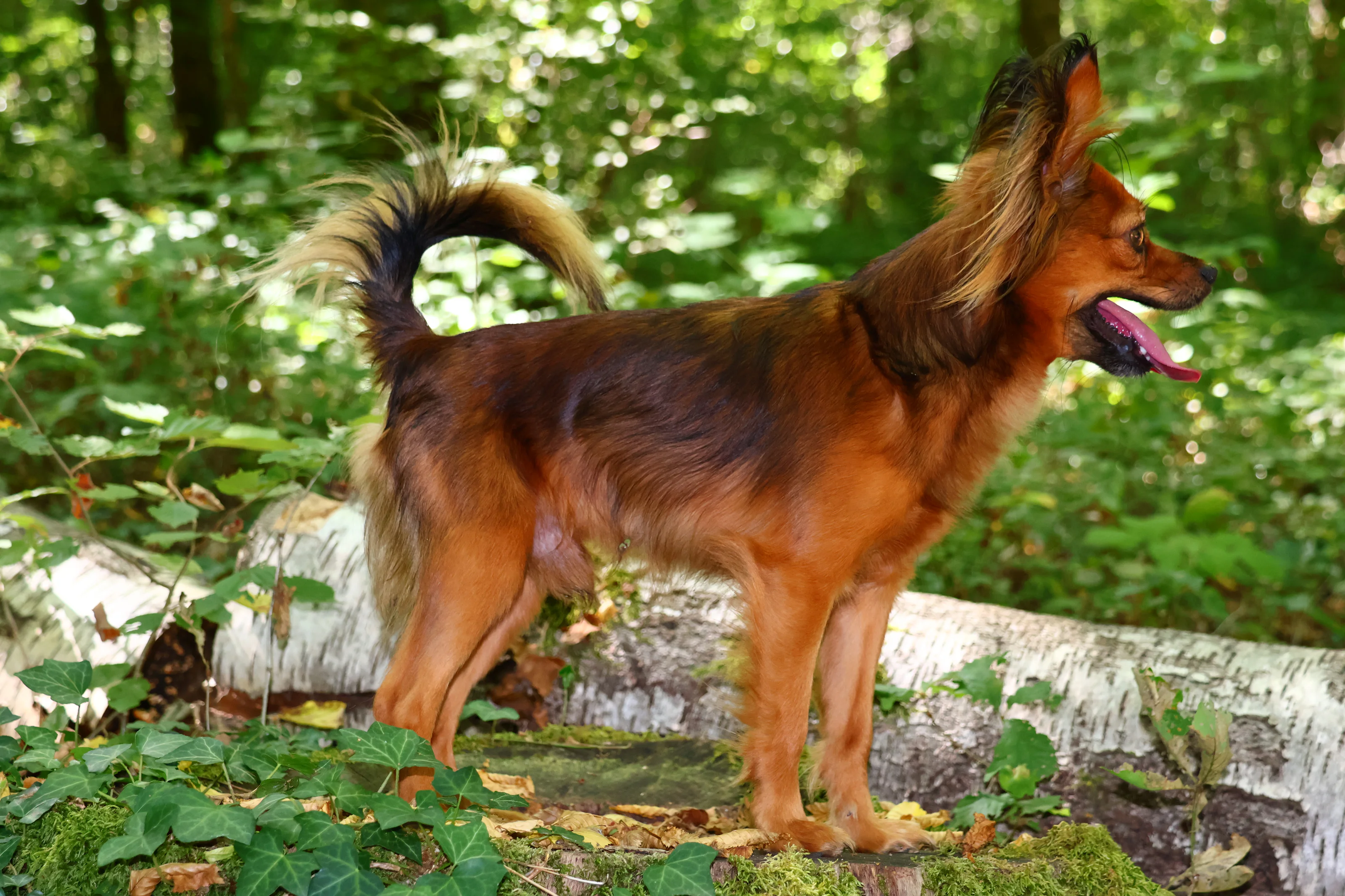 Ulyx De la Nouknoukerie, Russkiy Toy (Petit chien russe) dans la foret