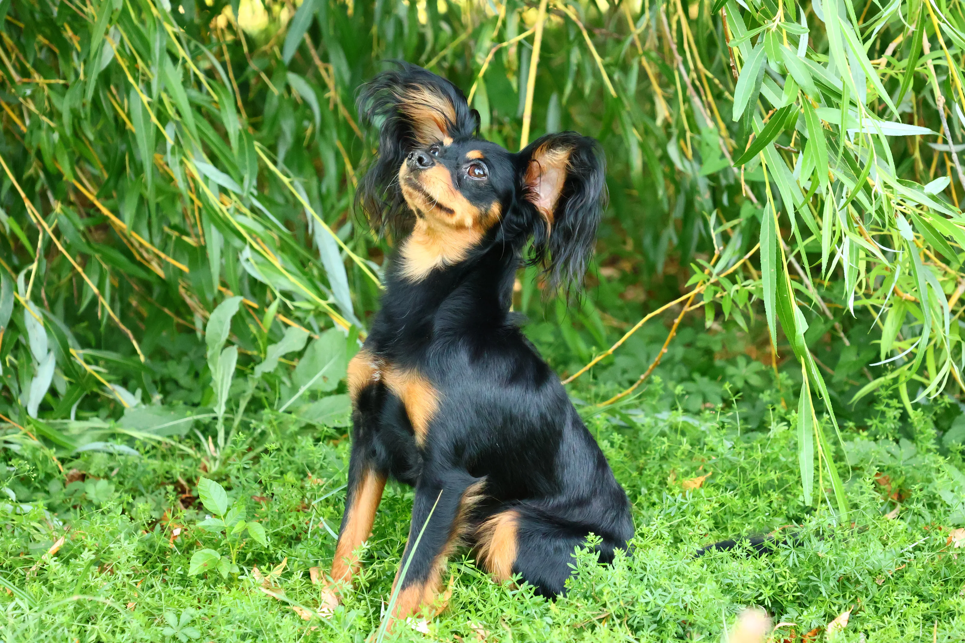Vezemir, photo 4