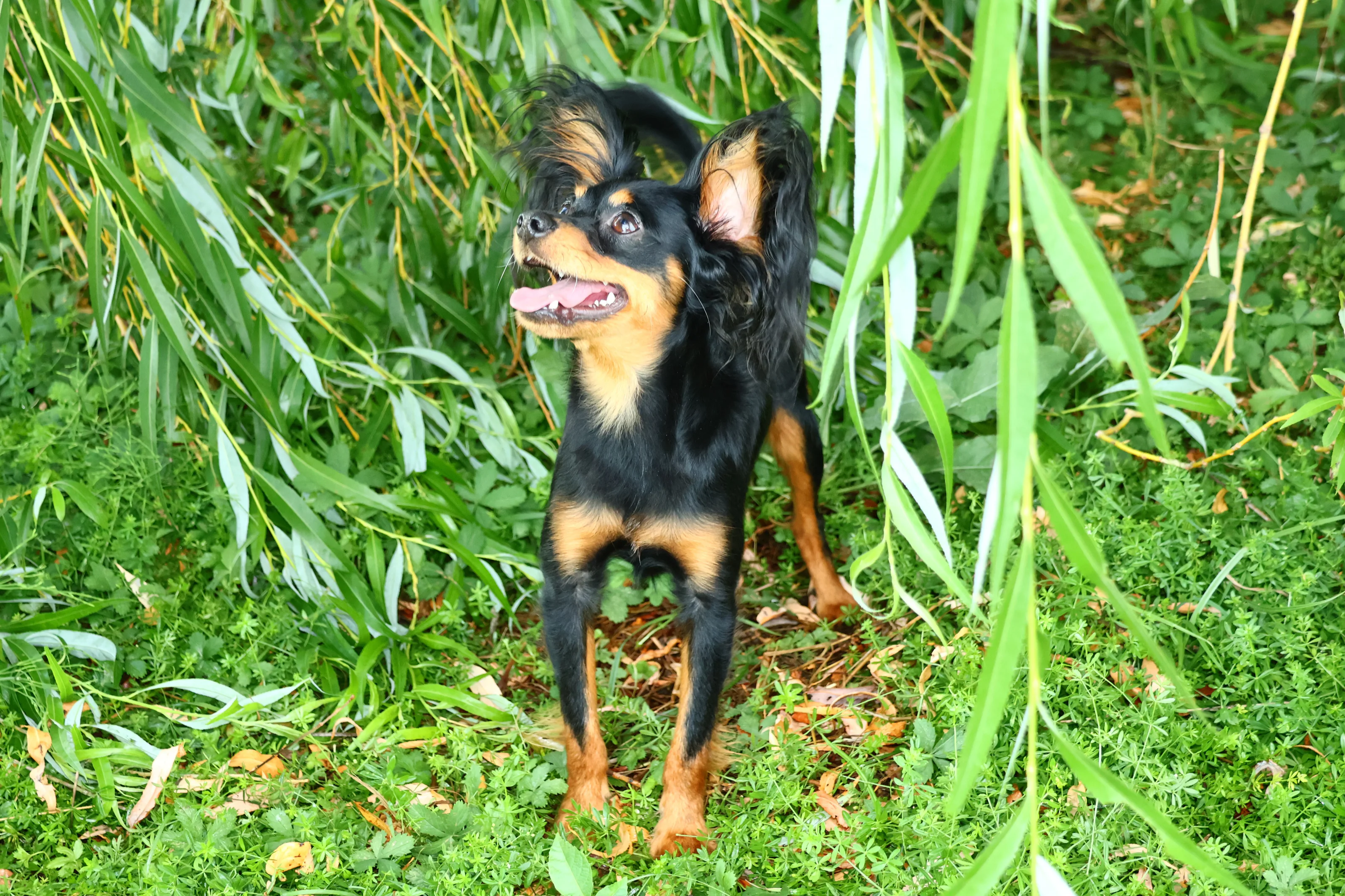 Vezemir, photo 8