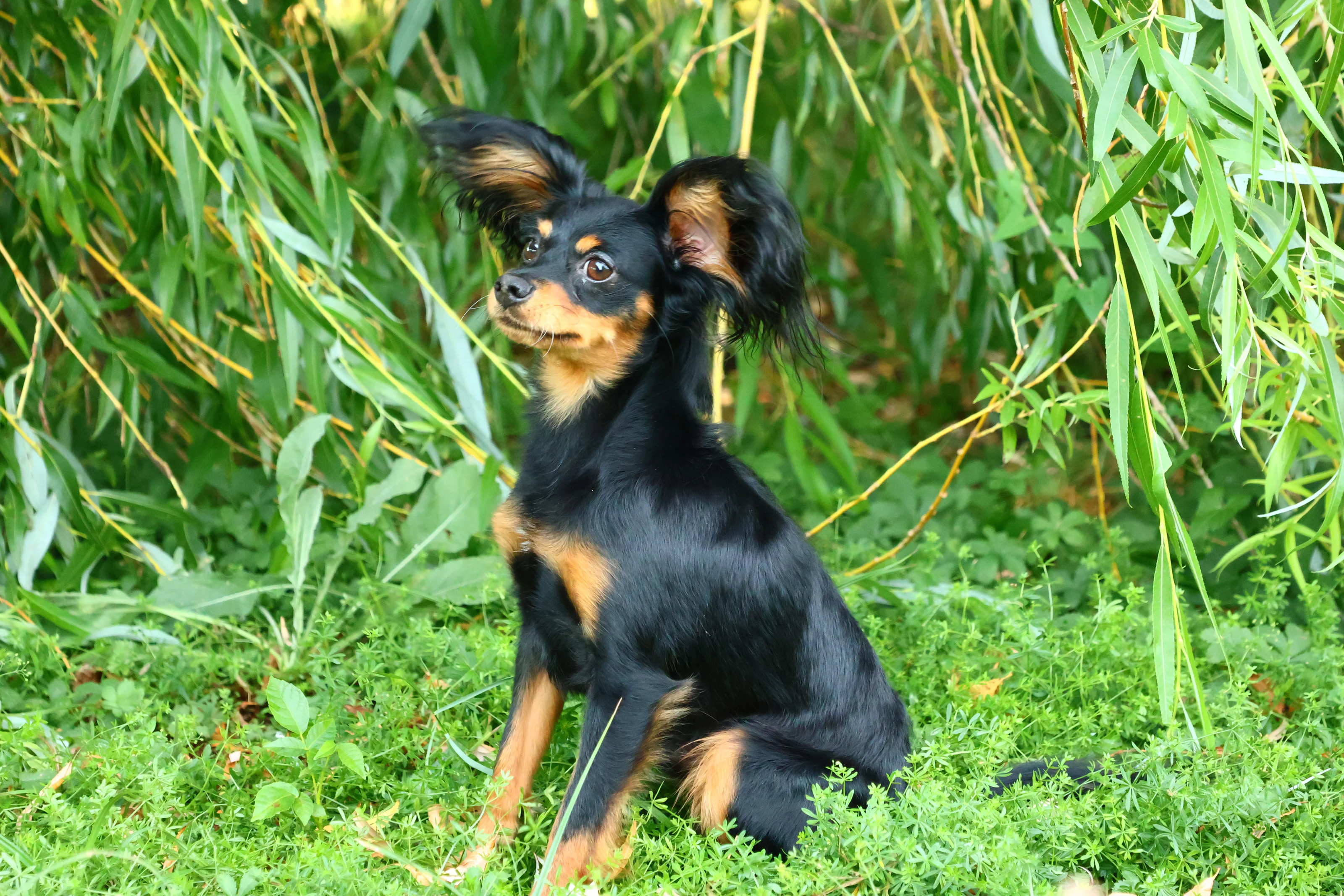 Vezemir, photo 2