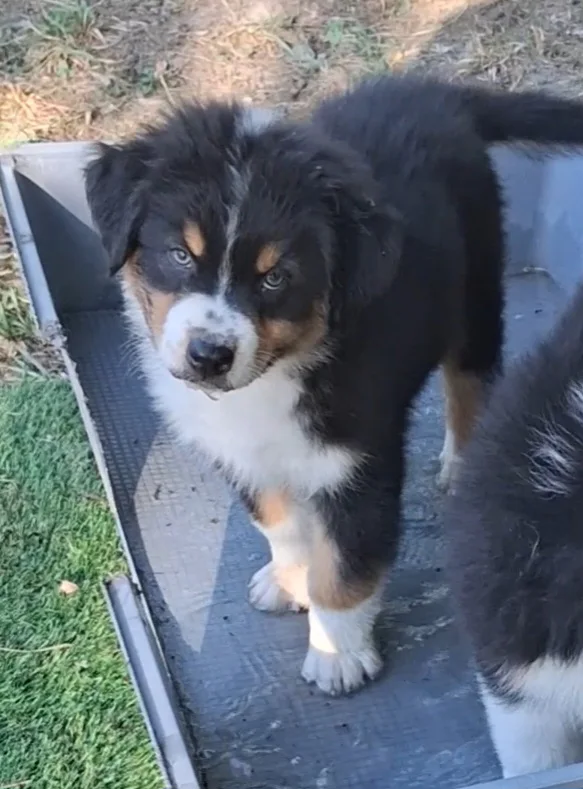 Chiot Berger Australien, Noir tricolore, queue longue. Pour compagnie