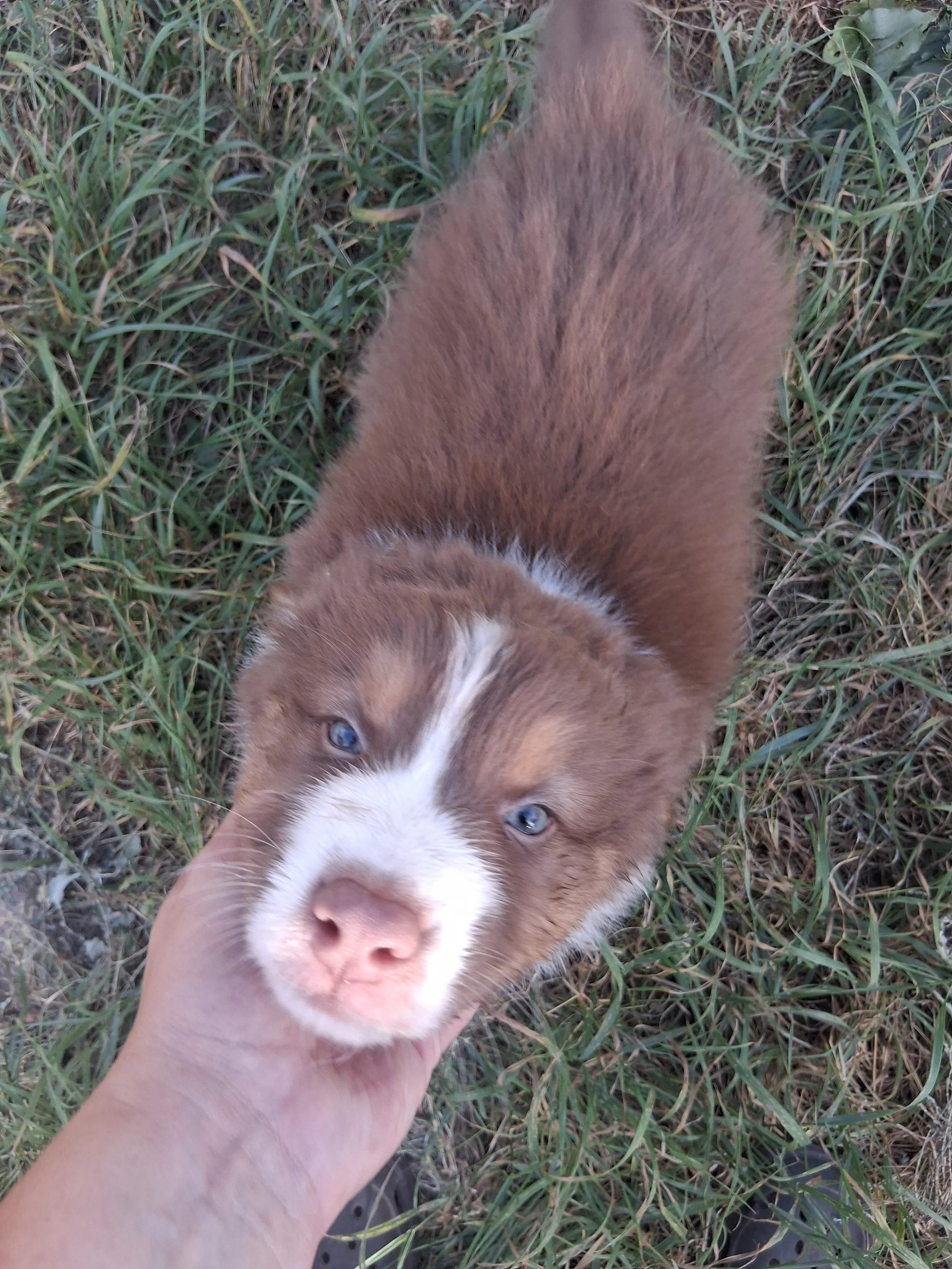 Chiot Berger Australien, Rouge tricolore, queue longue. Pour compagnie